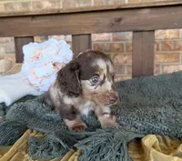 Longhair Dapple , a male Miniature Dachshund for sale in Stonewall, OK – 1 of 7