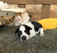 Paris’ Roan Girl , a female Miniature Schnauzer for sale in Stonewall, OK – 3 of 4