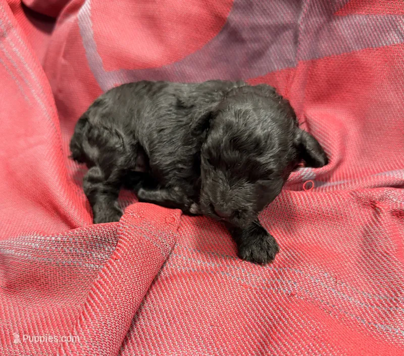 Black – Miniature Schnauzer puppy for sale in Stonewall, OK