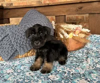 Black and Wheaten Girl , a male Miniature Schnauzer for sale in Stonewall, OK – 3 of 6