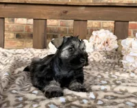 Shakira’s Silver , a female Miniature Schnauzer for sale in Stonewall, OK – 5 of 6