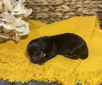 Black and Rust , a male Miniature Dachshund for sale in Stonewall, OK – Photo 2 of 3