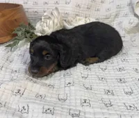 Longhair Black and Rust , a male Miniature Dachshund for sale in Stonewall, OK – Photo 3 of 6