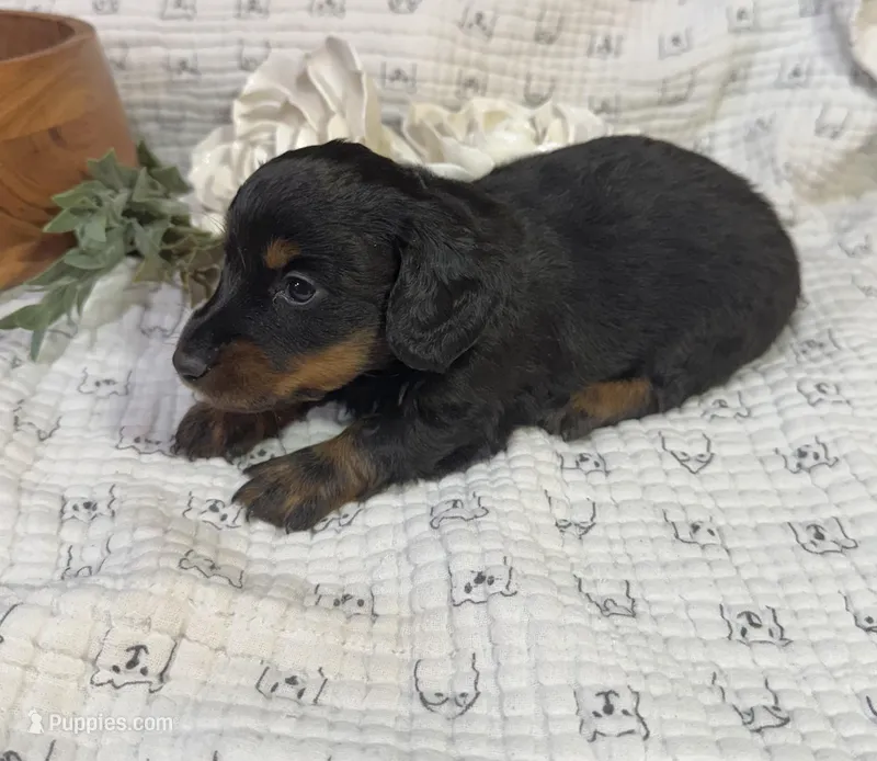 Longhair Black and Rust  – Miniature Dachshund puppy for sale in Stonewall, OK