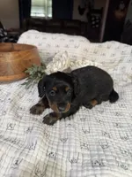 Longhair Black and Rust , a male Miniature Dachshund for sale in Stonewall, OK – Photo 6 of 6