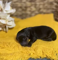 Black and Rust , a male Miniature Dachshund for sale in Stonewall, OK – Photo 1 of 3