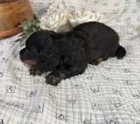 Longhair Black and Rust , a male Miniature Dachshund for sale in Stonewall, OK – Photo 5 of 6