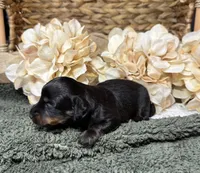 Longhair Black and Rust , a male Miniature Dachshund for sale in Stonewall, OK – Photo 2 of 6