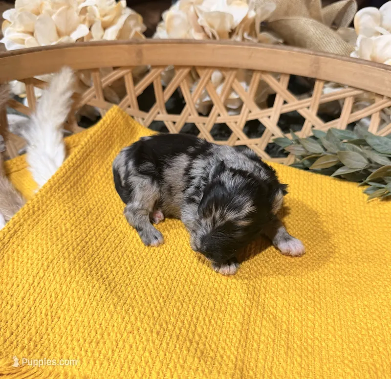 Black and Silver Merle  – Miniature Schnauzer puppy for sale in Stonewall, OK