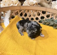 Black and Silver Merle , a male Miniature Schnauzer for sale in Stonewall, OK – 1 of 5
