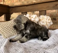 Gypsy’s Silver Girl, a female Miniature Schnauzer for sale in Stonewall, OK – 4 of 5