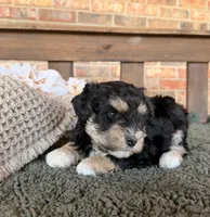 Wheaten and Black , a male Miniature Schnauzer for sale in Stonewall, OK – 5 of 5