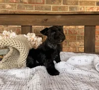 Gypsy’s Boy, a female Miniature Schnauzer for sale in Stonewall, OK – 2 of 5