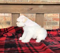 Katniss Cream B, a male Miniature Schnauzer for sale in Stonewall, OK – 5 of 7