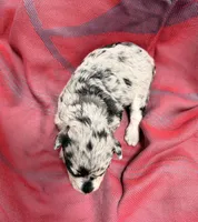Light Black and silver Merle , a female Miniature Schnauzer for sale in Stonewall, OK – 4 of 4