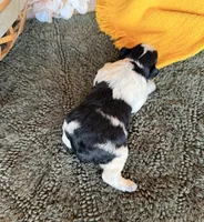 Paris’ Roan Girl , a female Miniature Schnauzer for sale in Stonewall, OK – 2 of 4
