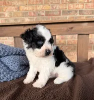 Paris’ Black and White Parti /blues, a male Miniature Schnauzer for sale in Stonewall, OK – 4 of 6
