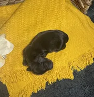 Dark Black and Rust LH, a male Miniature Dachshund for sale in Stonewall, OK – Photo 4 of 4