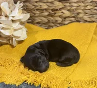 Dark Black and Rust LH, a male Miniature Dachshund for sale in Stonewall, OK – Photo 2 of 4