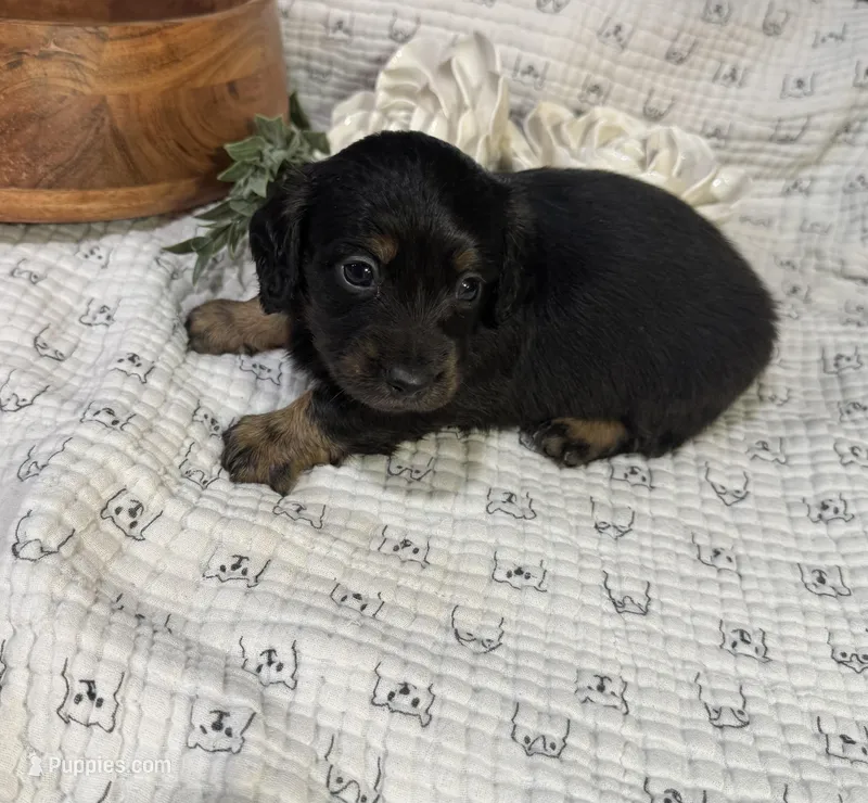 Dark Black and Rust LH – Miniature Dachshund puppy for sale in Stonewall, OK