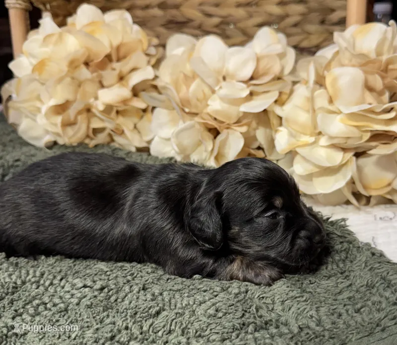 Dark Black and Rust LH – Miniature Dachshund puppy for sale in Stonewall, OK