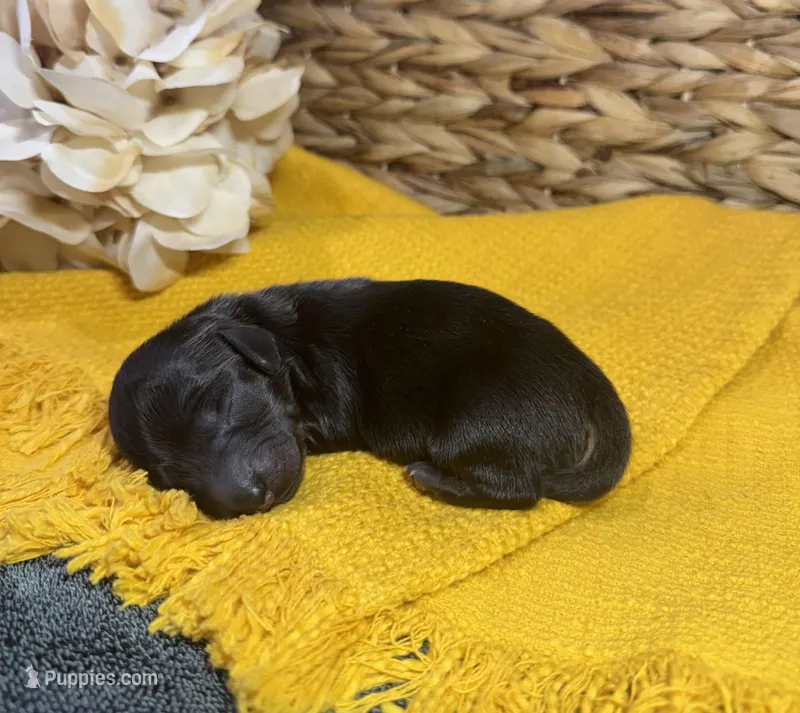 Dark Black and Rust LH – Miniature Dachshund puppy for sale in Stonewall, OK