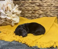 Dark Black and Rust LH, a male Miniature Dachshund for sale in Stonewall, OK – Photo 3 of 4