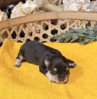 Chocolate and tan phantom , a male Miniature Schnauzer for sale in Stonewall, OK – 3 of 5