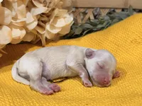 Katniss Cream B, a male Miniature Schnauzer for sale in Stonewall, OK – 4 of 5
