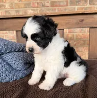 Paris’ Black and White Parti /blues, a male Miniature Schnauzer for sale in Stonewall, OK – 3 of 6