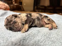 Split faced Blue Merle, a male Miniature Schnauzer for sale in Stonewall, OK – Photo 3 of 7