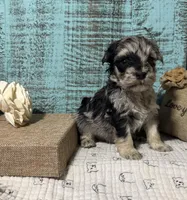 Split faced Blue Merle, a male Miniature Schnauzer for sale in Stonewall, OK – Photo 6 of 7