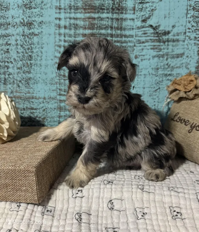 Split faced Blue Merle