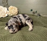 Split faced Blue Merle, a male Miniature Schnauzer for sale in Stonewall, OK – Photo 2 of 7
