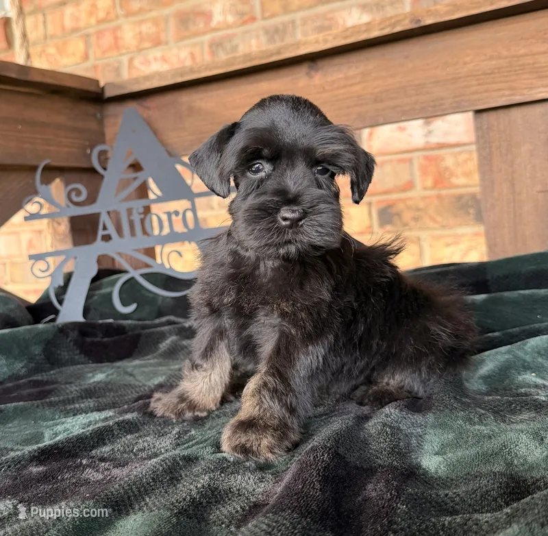 Dark black and red  – Miniature Schnauzer puppy for sale in Stonewall, OK