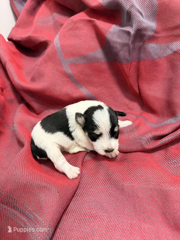 Toy - Black and Silver Parti Boy – Miniature Schnauzer puppy for sale in Stonewall, OK