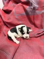 Toy - Black and Silver Parti Boy, a female Miniature Schnauzer for sale in Stonewall, OK – 1 of 4