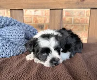 Paris Roan Boy -blues, a male Miniature Schnauzer for sale in Stonewall, OK – 5 of 8