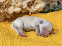 Katniss Cream B, a male Miniature Schnauzer for sale in Stonewall, OK – 5 of 5