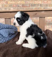 Paris’ Black and White Parti /blues, a male Miniature Schnauzer for sale in Stonewall, OK – 6 of 6