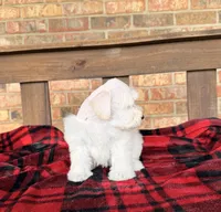 Cream/wheaten C, a male Miniature Schnauzer for sale in Stonewall, OK – 6 of 7