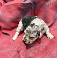 Dark Black and Silver Merle Girl, a female Miniature Schnauzer for sale in Stonewall, OK – 3 of 4