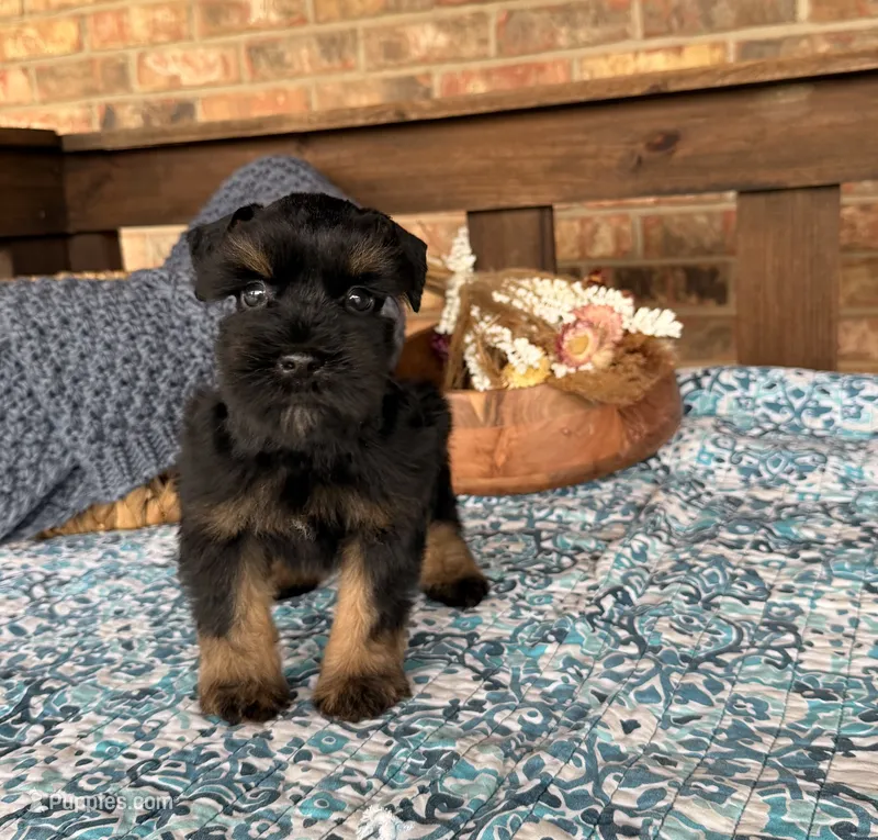 Black and Red  – Miniature Schnauzer puppy for sale in Stonewall, OK