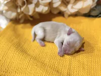 Cream/wheaten C, a male Miniature Schnauzer for sale in Stonewall, OK – 4 of 5