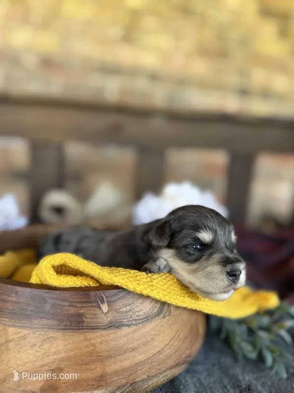 Black and Silver Merle  – Miniature Schnauzer puppy for sale in Stonewall, OK