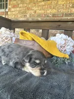 Black and Silver Merle , a male Miniature Schnauzer for sale in Stonewall, OK – Photo 5 of 5