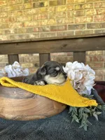 Black and Silver Merle , a male Miniature Schnauzer for sale in Stonewall, OK – Photo 3 of 5
