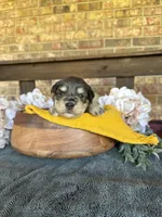 Black and Silver Merle , a male Miniature Schnauzer for sale in Stonewall, OK – Photo 4 of 5