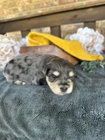 Black and Silver Merle , a male Miniature Schnauzer for sale in Stonewall, OK – Photo 2 of 5