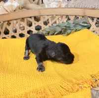 Black and Silver phantom Girl , a male Miniature Schnauzer for sale in Stonewall, OK – 3 of 5